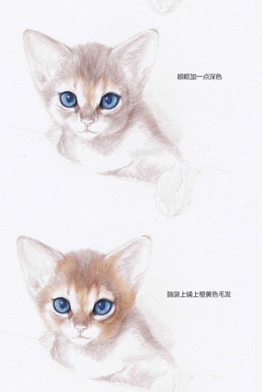 如何用彩铅画一个猫咪？
