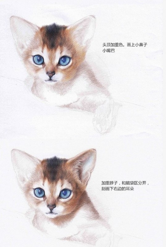 如何用彩铅画一个猫咪？