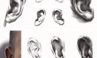 素描头像中画耳朵的方法与技巧